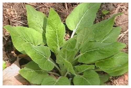 它被称为"山白菜",目前极为珍贵,却被人误当杂草,实在可惜