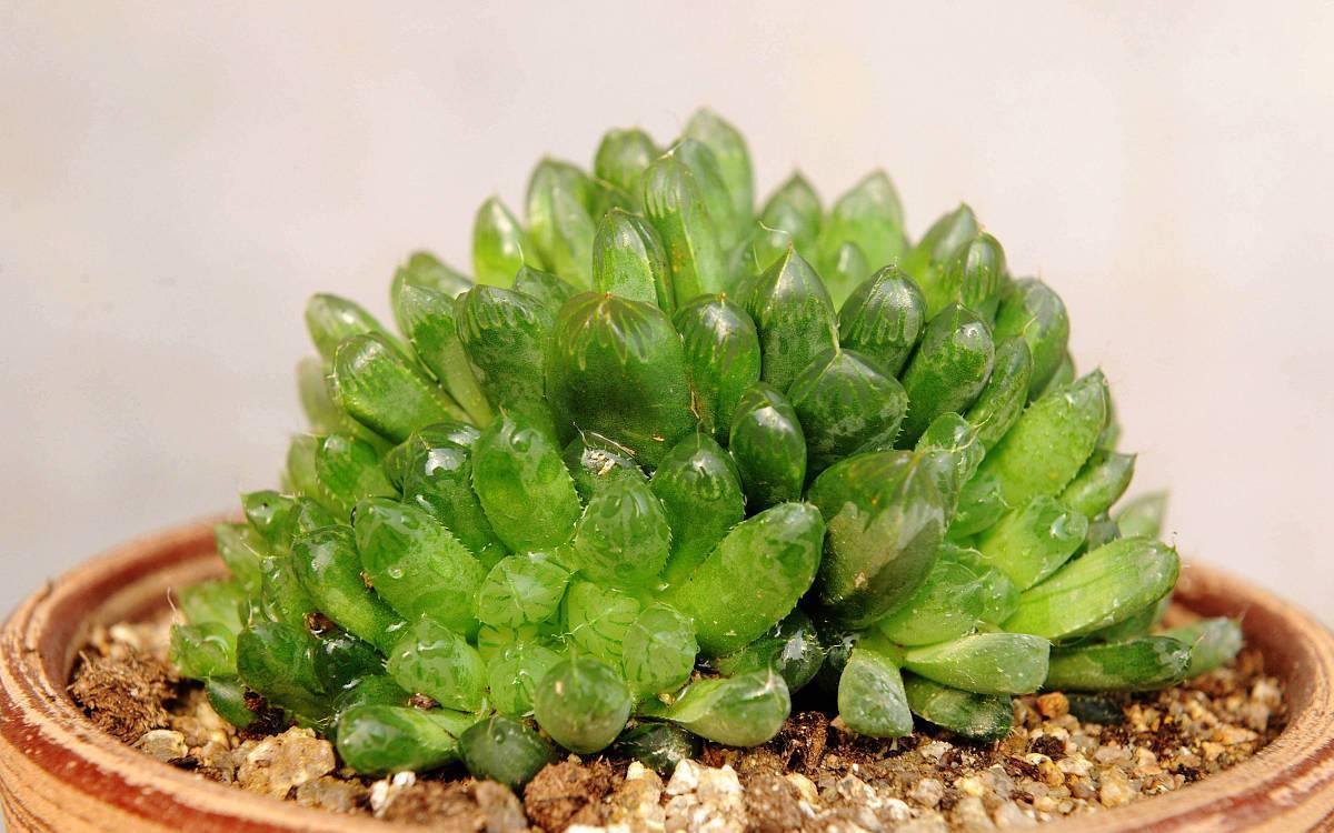 多肉玉露不通透别着急做好4件事叶子透亮变成宝石花