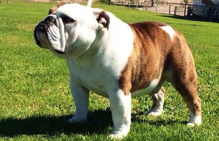 美国斗牛犬,对家庭充满了爱和忠诚,是值得信赖的"家庭成员"