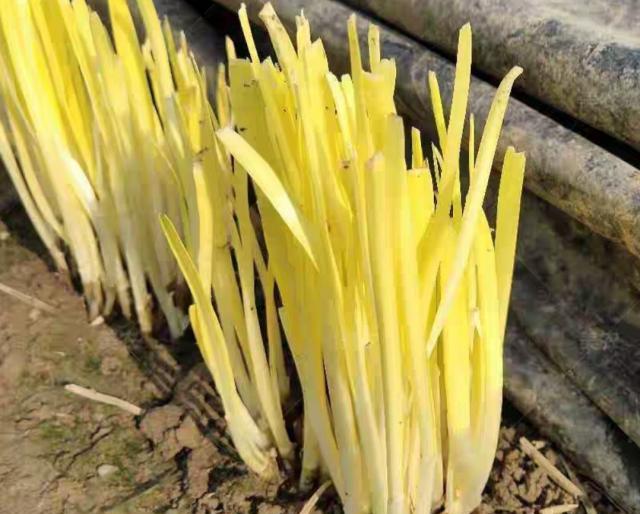 种植韭黄菜成本低周期短亩利润收入高过韭菜