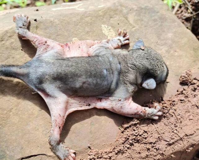 云南一男子在山中遇不知名动物,外形独特,背部似老鼠两翼如蝙蝠