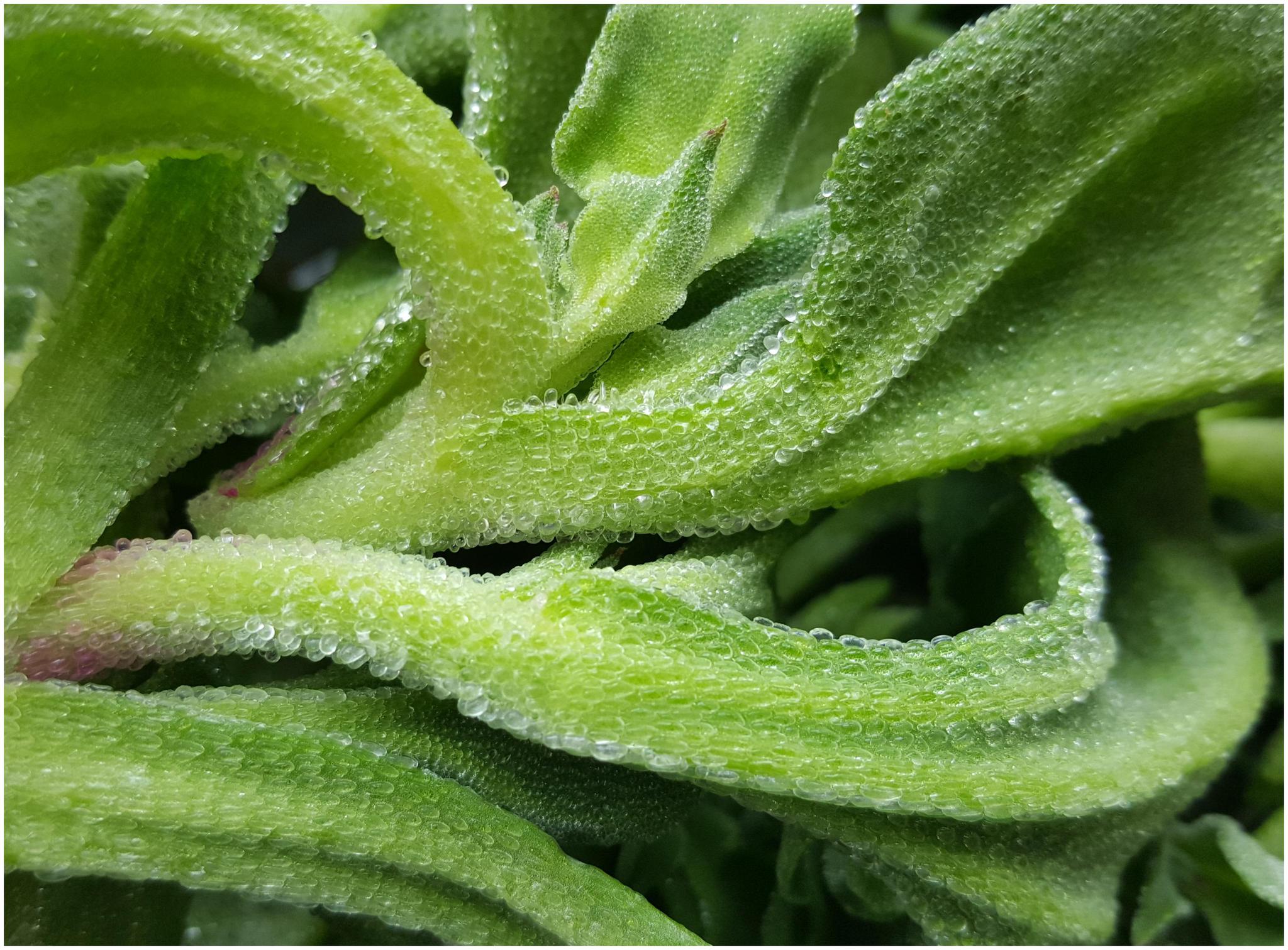 老少皆可吃野菜,农村人用来喂猪,城里人20一斤抢着买,营养极好|冰草