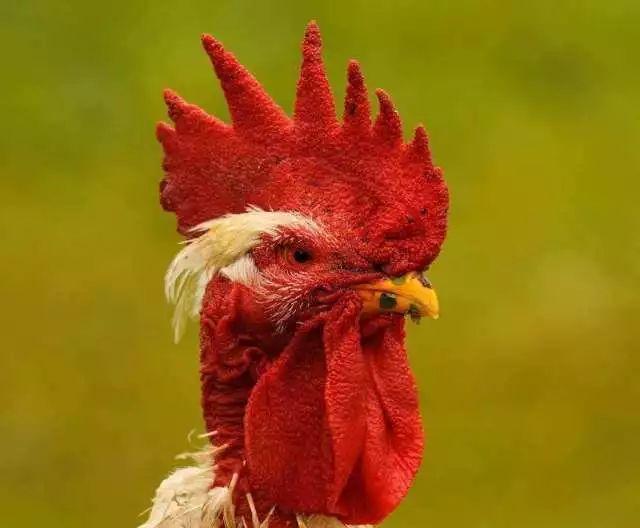 是红艳艳的大公鸡鸡冠?