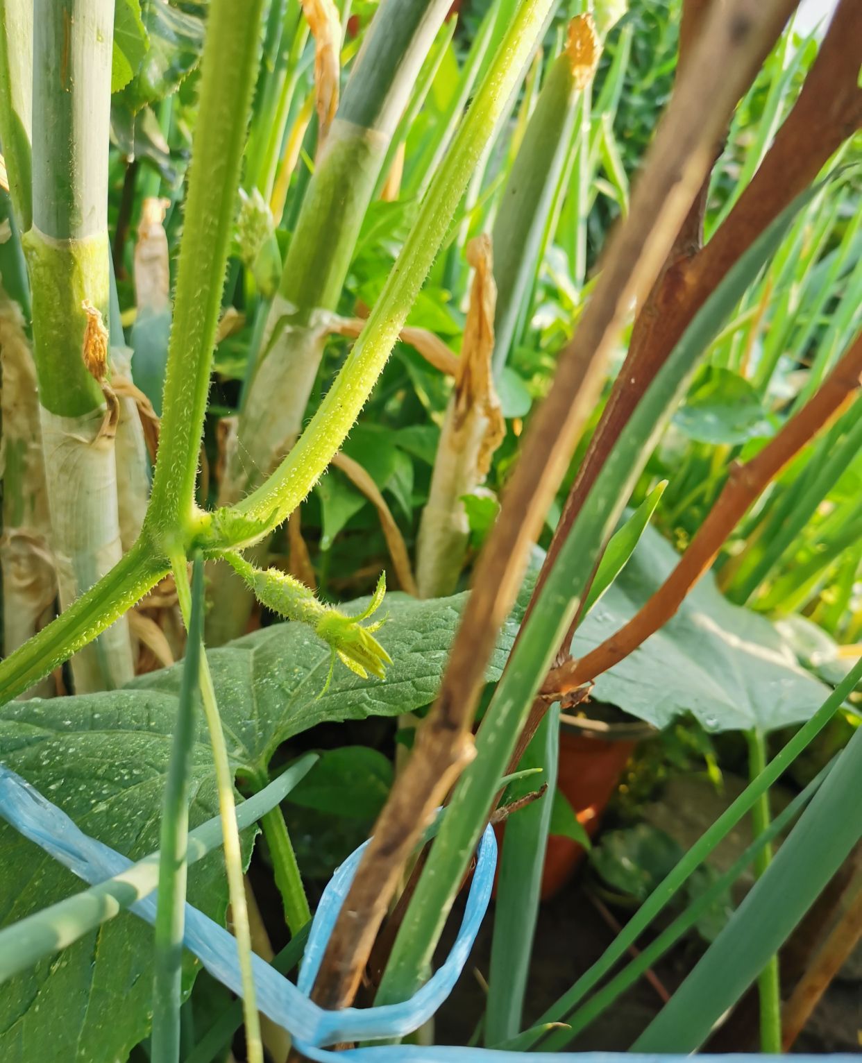 给黄瓜的芽浇水。农业的概念照片摄影图片_ID:353917723-Veer图库