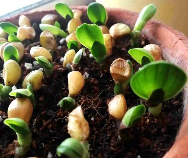 这么繁殖君子兰,让人大开眼界,一次繁殖10棵,小苗蹭蹭长