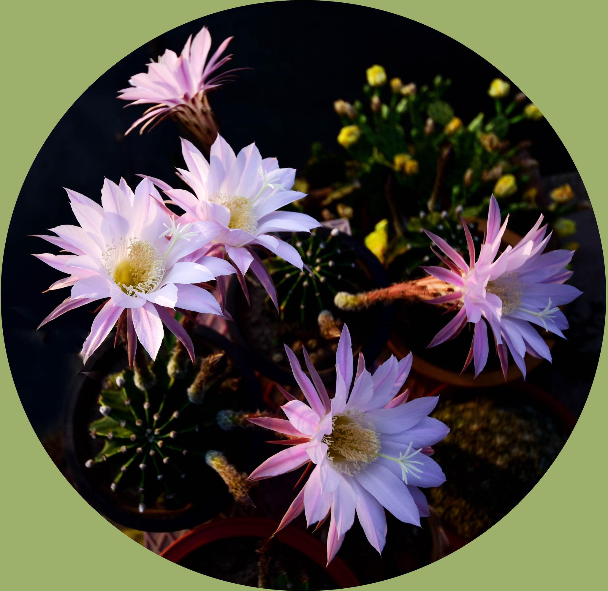 仙人球花的功效与作用及食用方法(仙人球花的功效与作用及食用方法