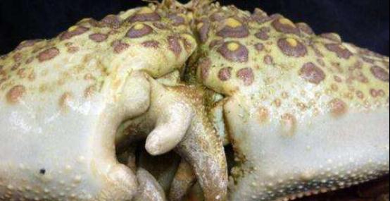 人面螃蟹,人面螃蟹背后的螃蟹壳,花纹就像一个怒目圆瞪的人脸一样.