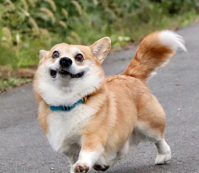 日本萌宠界的柯基又火了凭借表情包走红网友直呼太有喜感了