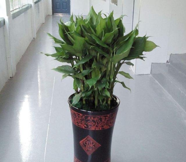 客厅可以摆一盆万年青吗位置在哪里有什么好处