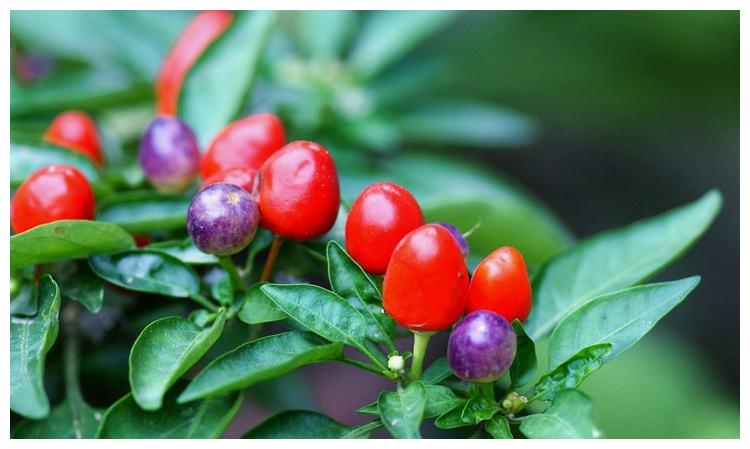 现如今,中国川菜名扬四海,但是在川菜中随处可见的辣椒,一开始却属于
