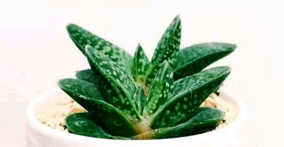 平价多肉子宝,外形像元宝,寓意招财进宝,养护比芦荟还简单