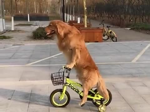 金毛轮胎骑着自行车又出来嘚瑟了骑的有模有样像个小孩真可爱