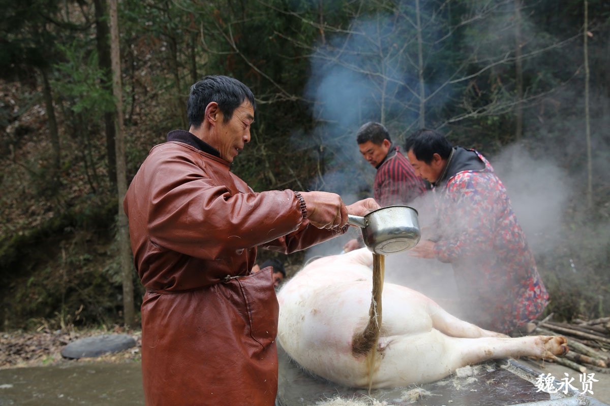 大巴山里的杀猪匠四人合伙给老乡杀年猪最多一天杀了17头猪