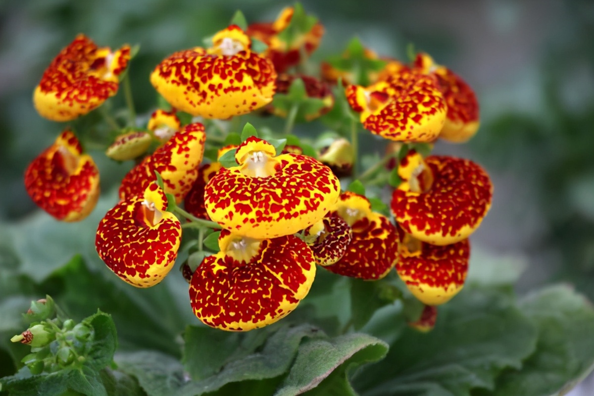 一种少见又漂亮的花,名叫"元宝花",过年养喜庆寓意好