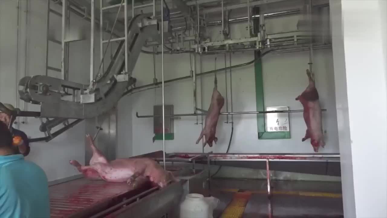 太先进了德国自动化大型屠宰流水线放心猪肉就是这么来的