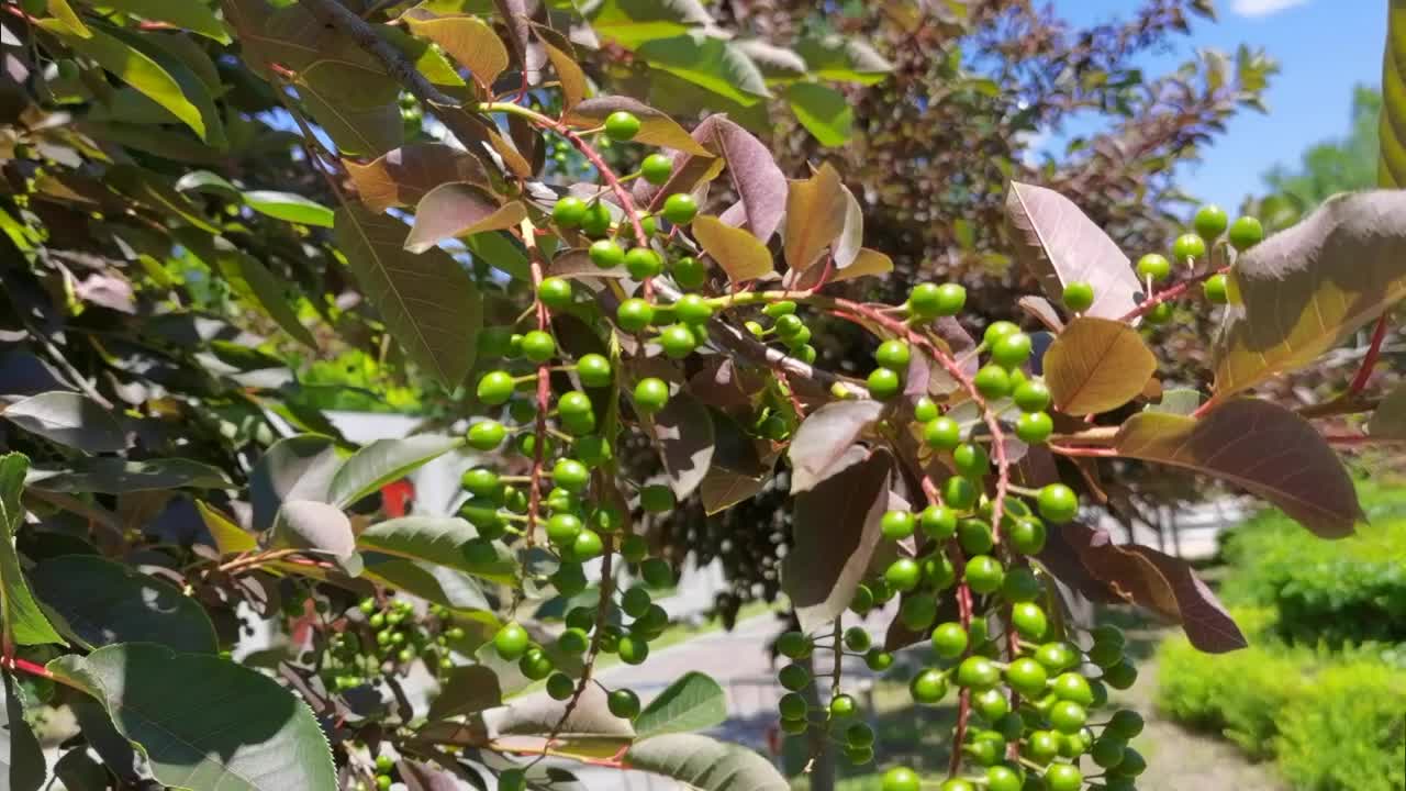 稠李还没成熟的果实,原创视频
