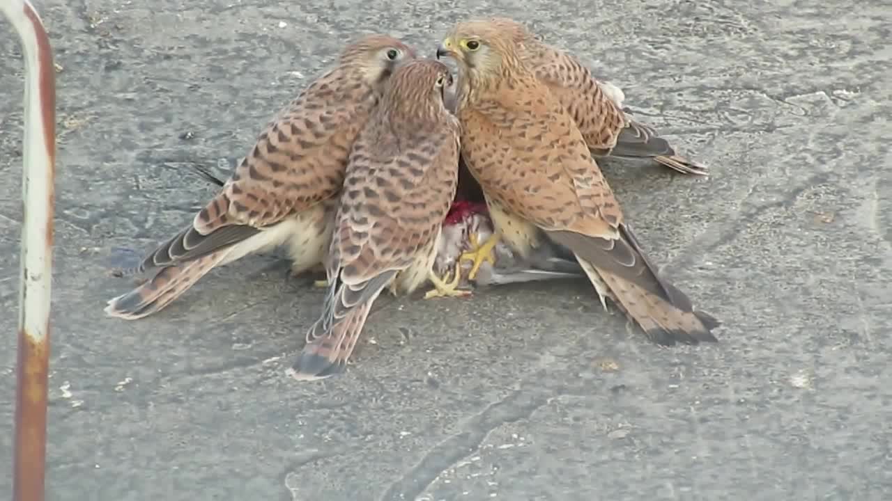 小型猛禽红隼围在一起,正在美滋滋的吃着鸽子肉!