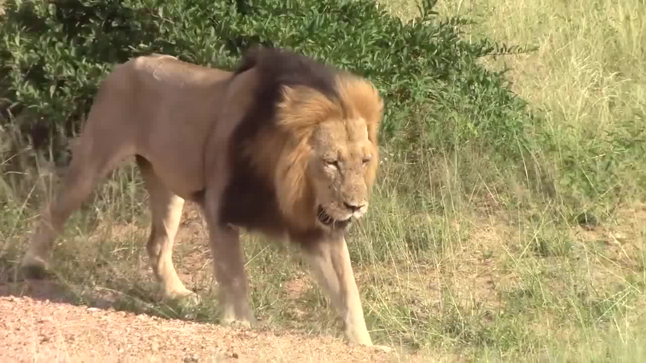 草原王者之战,2头金鬃雄狮围攻1头巨大的黑鬃雄狮