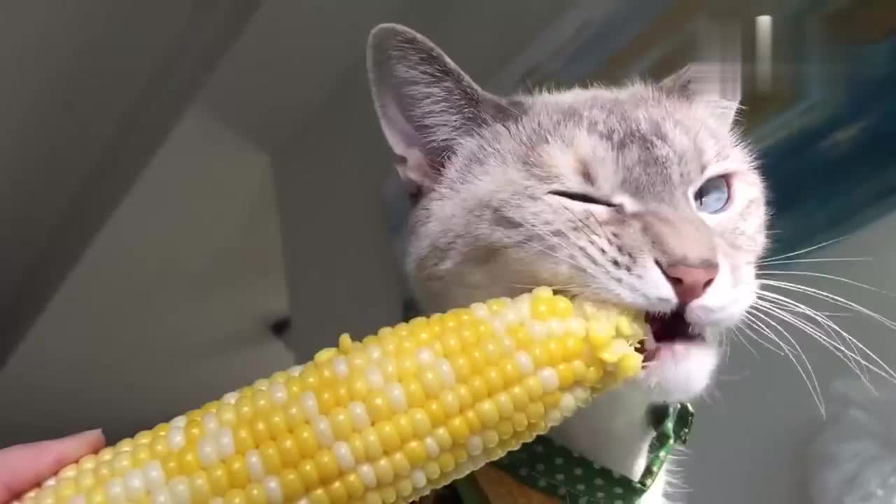 啃玉米的猫咪,看得我也想吃玉米了
