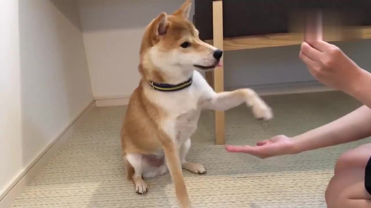 美食的力量:训练柴犬跟人击掌和握手