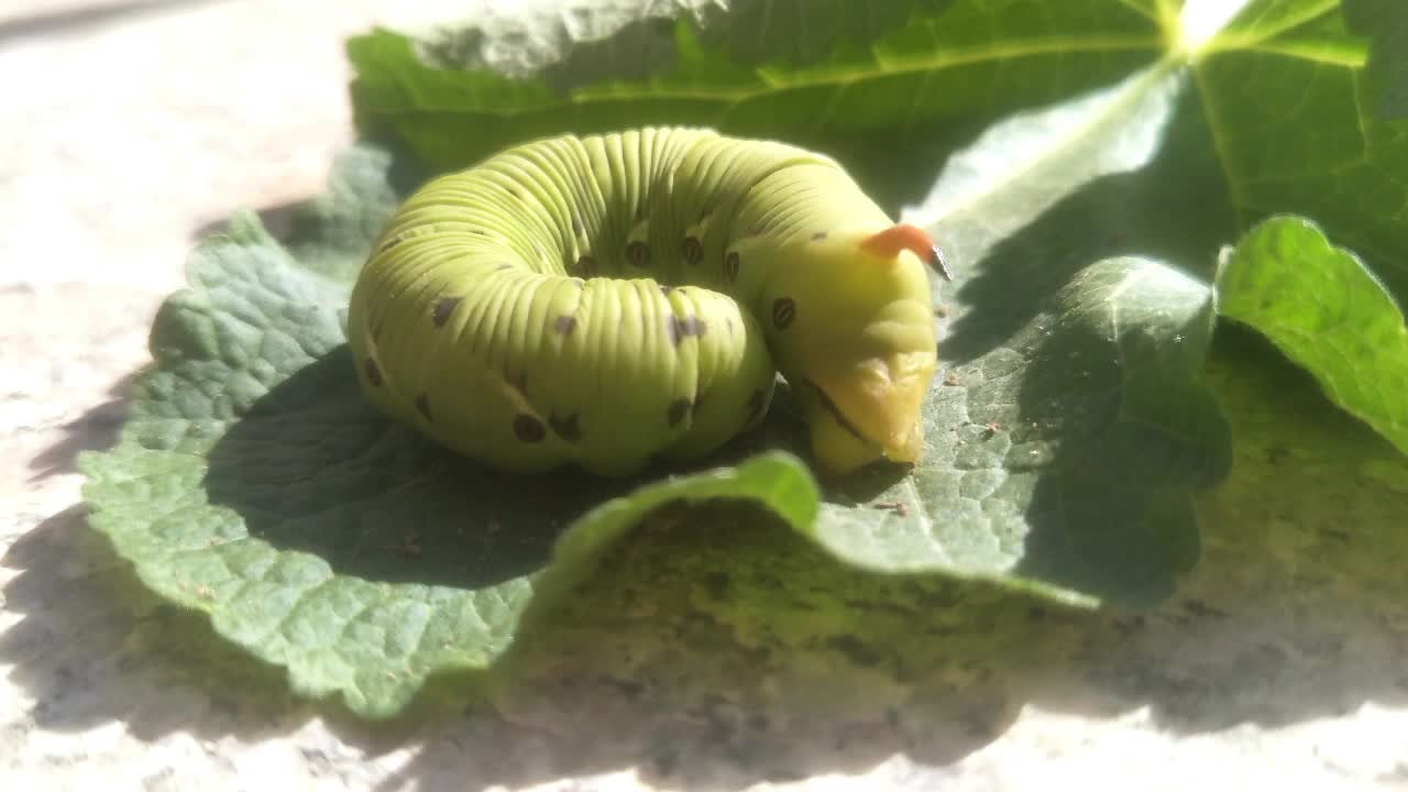 一只大青虫,原创视频