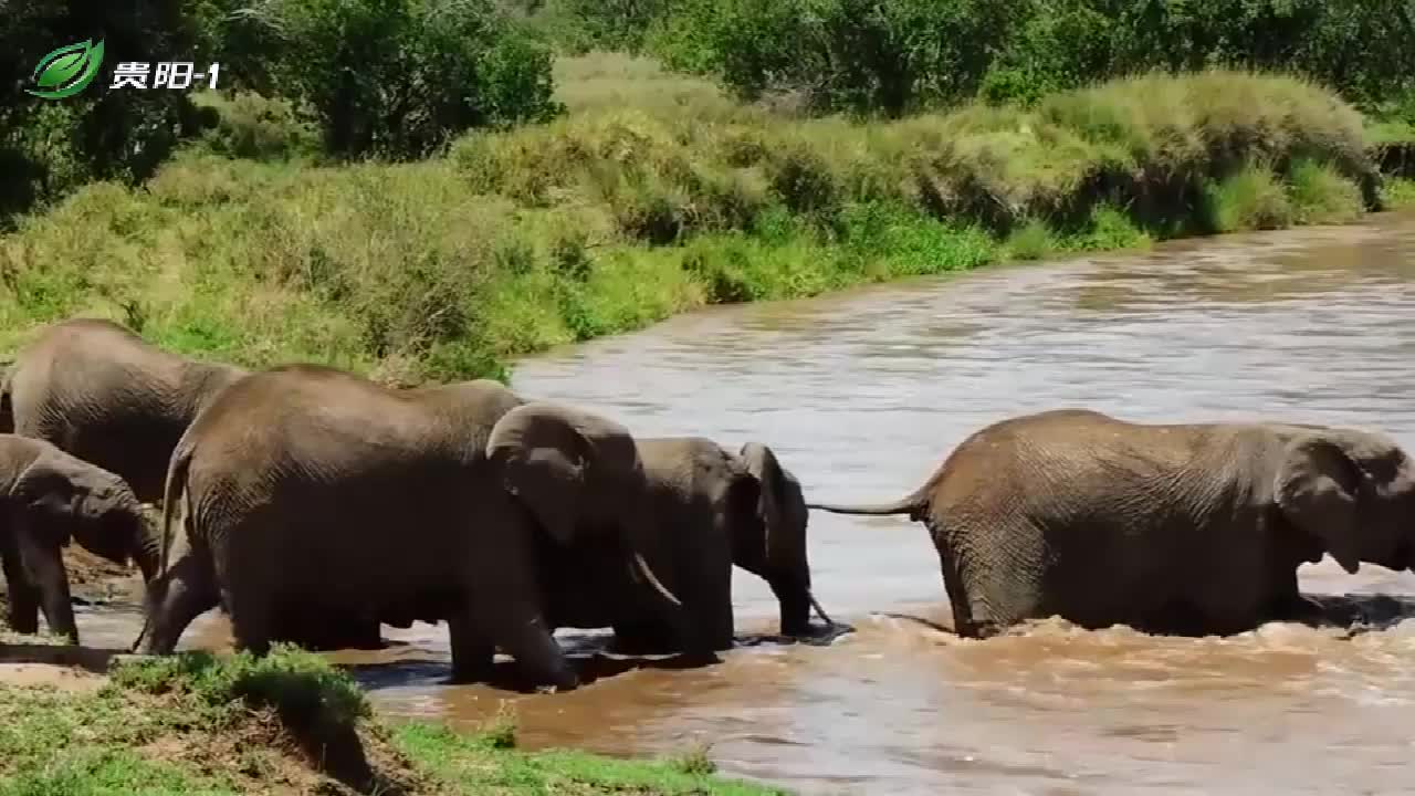 河水太急了,小象过河险些被冲走,幸好象群救援及时