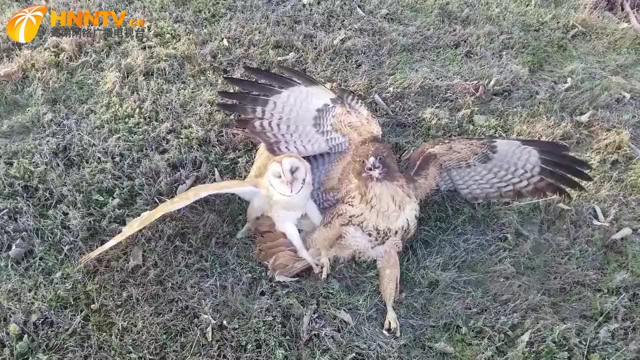 老鹰被猫头鹰捕获,当场失去生命迹象,最后猫头鹰被当做宠物饲养