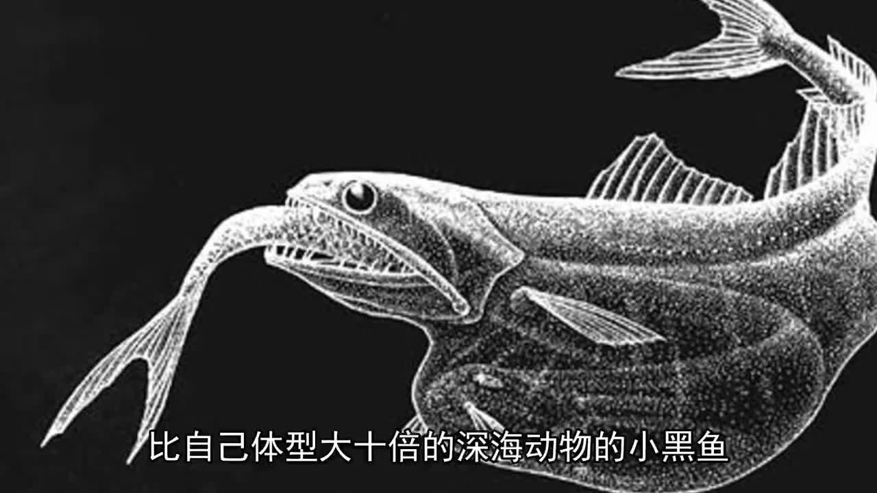 黑叉齿鱼肚子弹性超大可以吃掉自己体型十倍的食物不被撑死