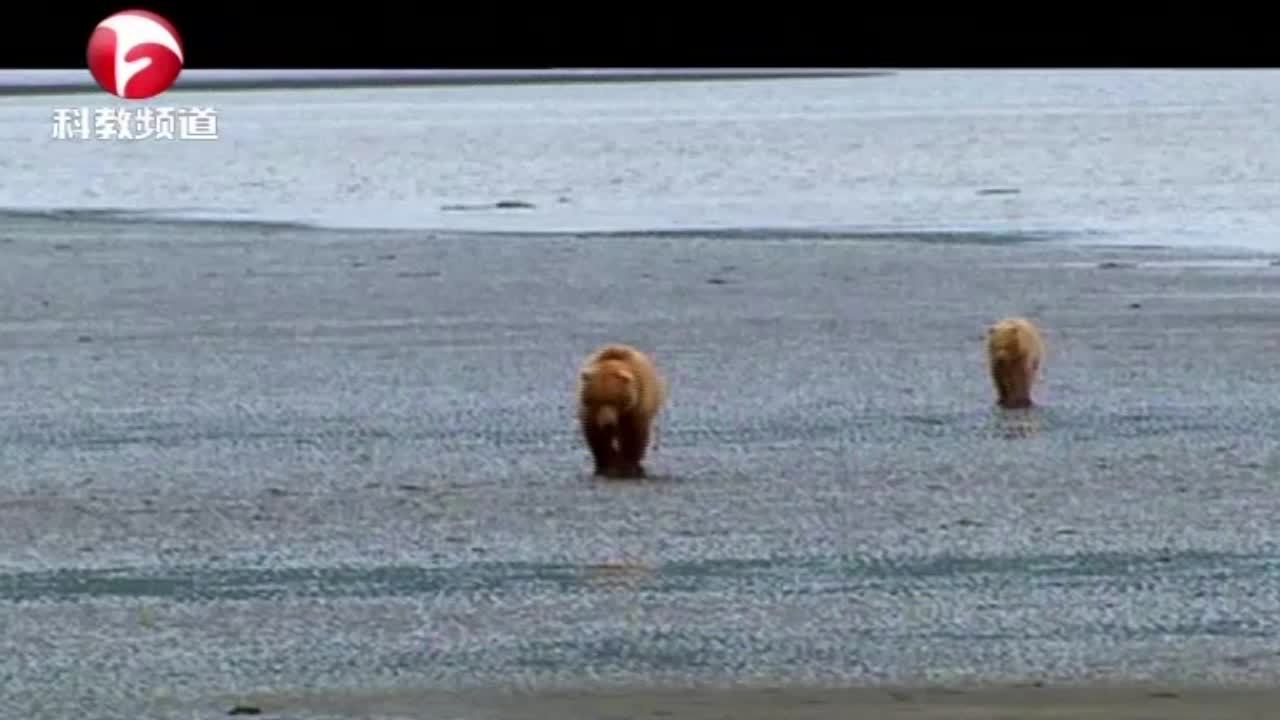 母熊教幼崽捕食蛏子 一口一个吃得贼香 都看饿了