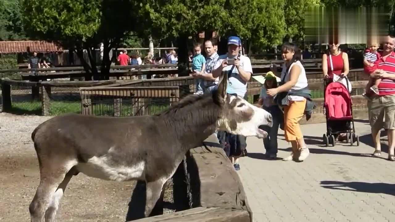 小毛驴吃了游客的辣椒,大哭着去找妈妈