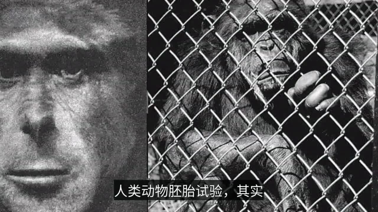 人类动物胚胎试验是为了培育人类器官日本为何批准这个实验