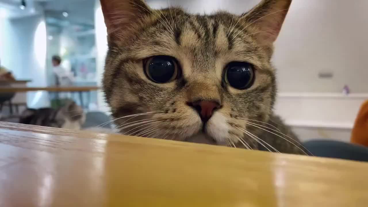 狸花猫的"卡姿兰大眼睛"