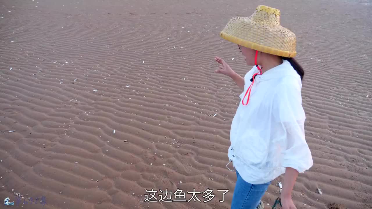 大梅赶海,遍地的搁浅青鲫鱼无人问津,带回家给孔雀小鸡加个餐!