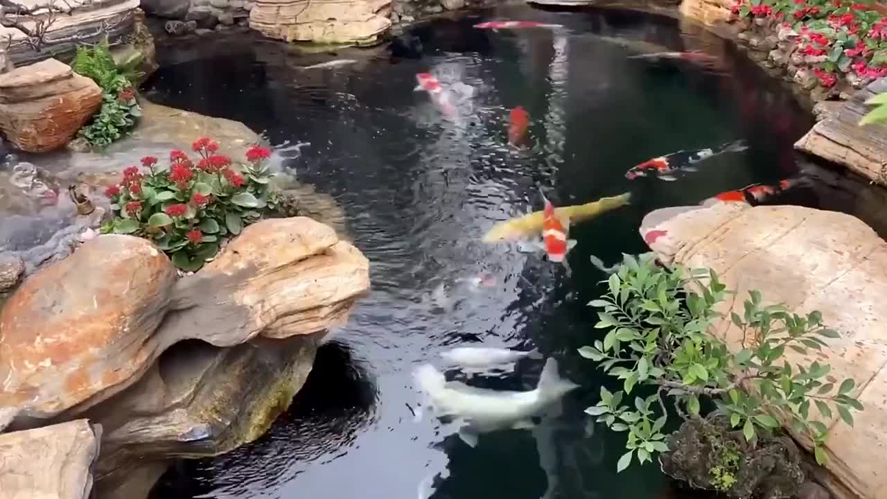 花了40万,在别墅院子里造鱼池,石头构造,锦鲤又大又肥,意境美