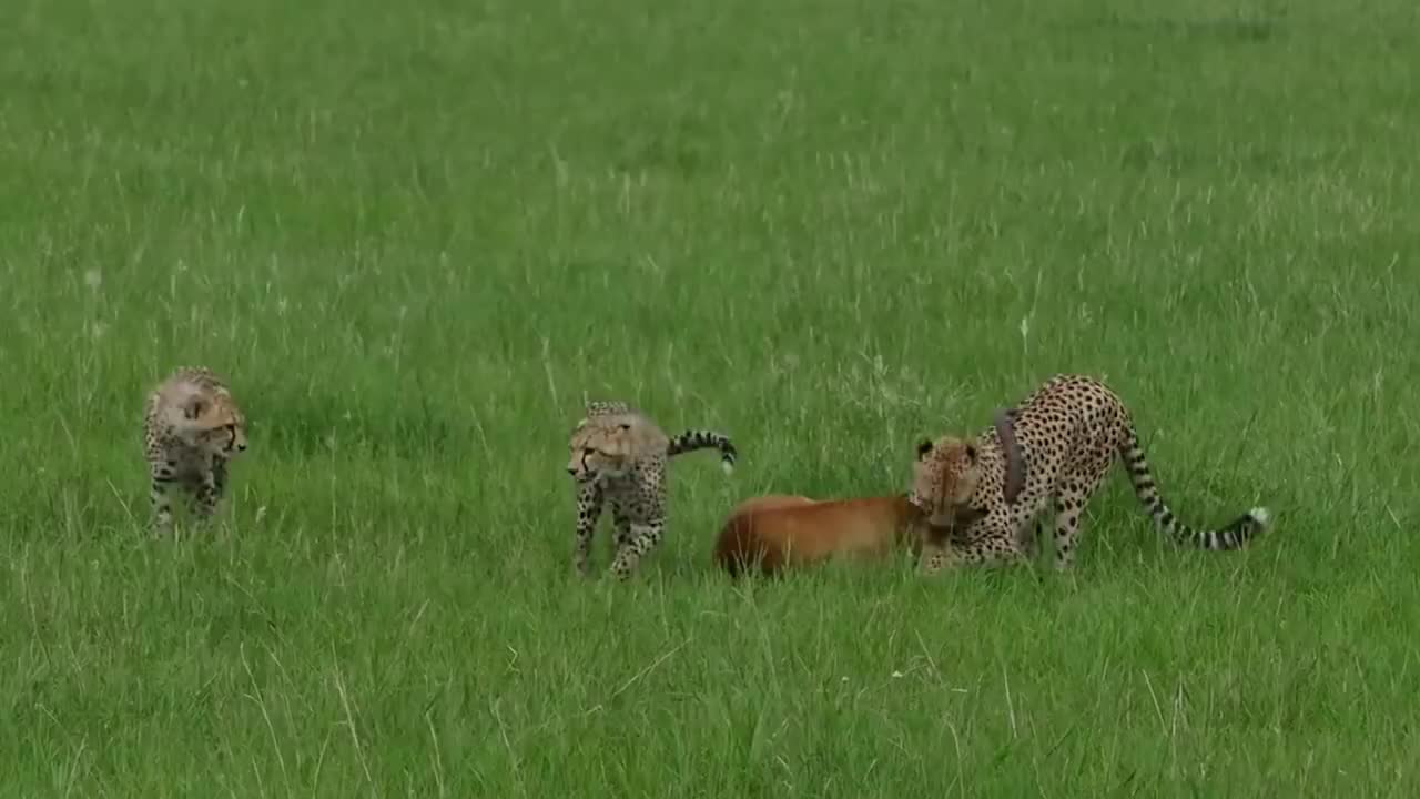 羚羊从豹子口中逃生,羚羊:太刺激了