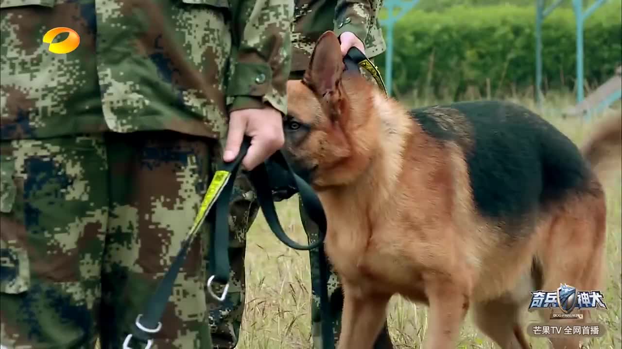 艾勒薇斯动不动就失控,张馨予心力交瘁崩溃落泪,这换作谁都难受