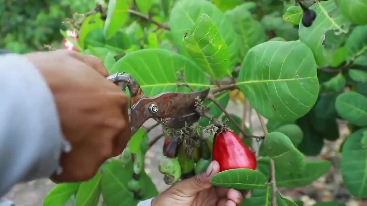 男子回到老家,在果园中采摘大堆腰果,蘸着辣椒酱可劲造