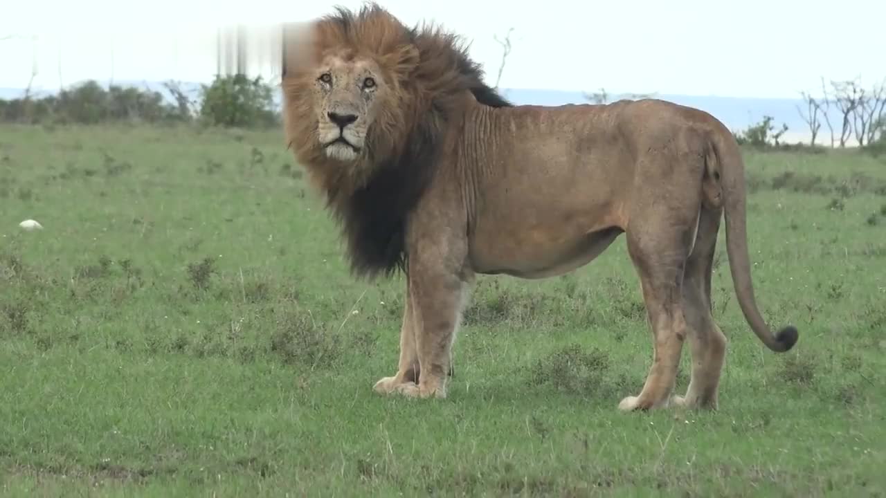 快16岁的老狮王:罗帕,依旧精神矍铄,风采不减当年