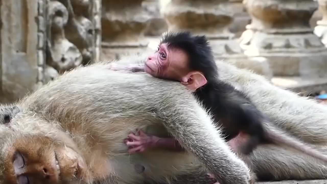 猴妈妈突然离世，小猴子的反应太催泪！