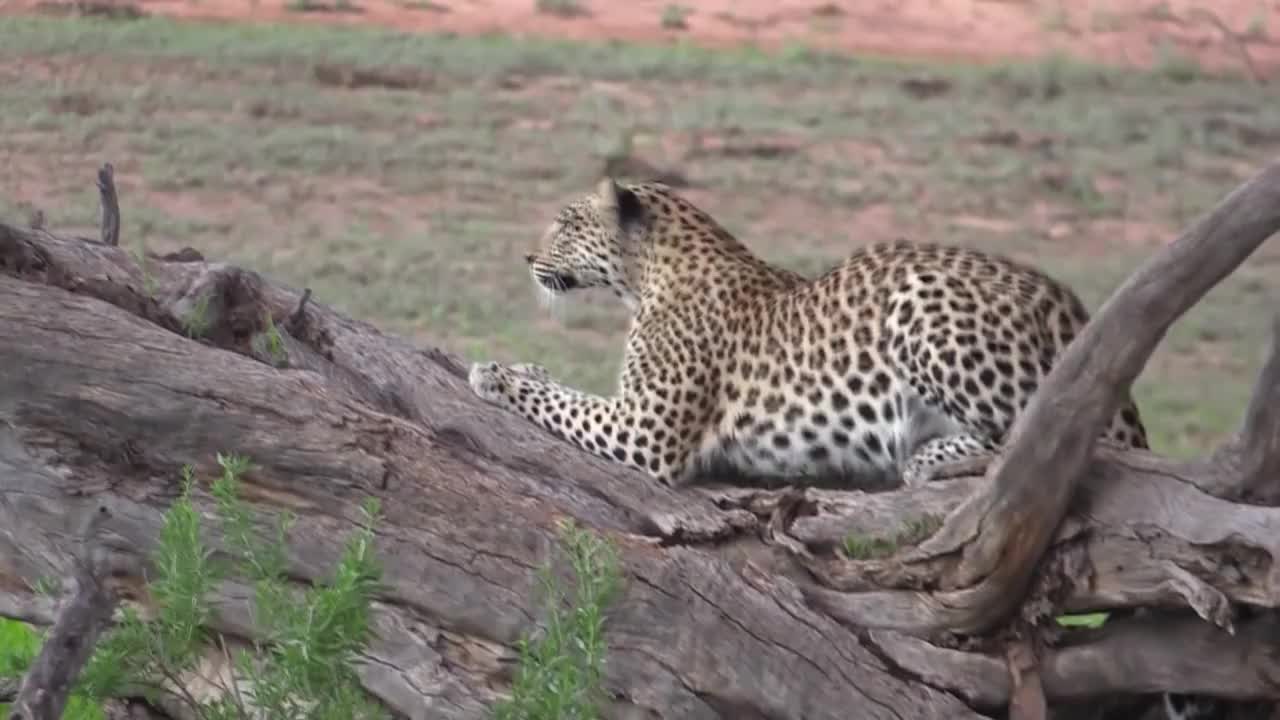 美洲豹伏击猎豹谁才是豹中王者结果一目了然