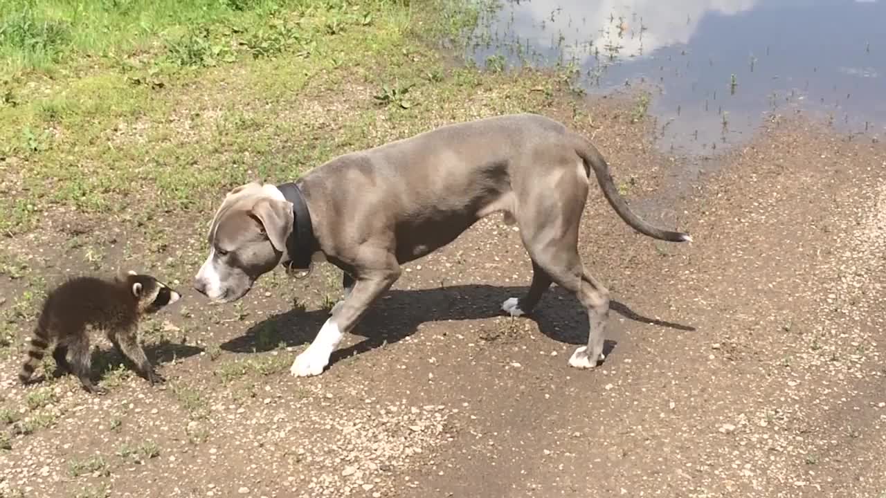 比特犬偶遇小浣熊,下一秒一声“怒吼”,竟把狗子吓得一哆嗦!