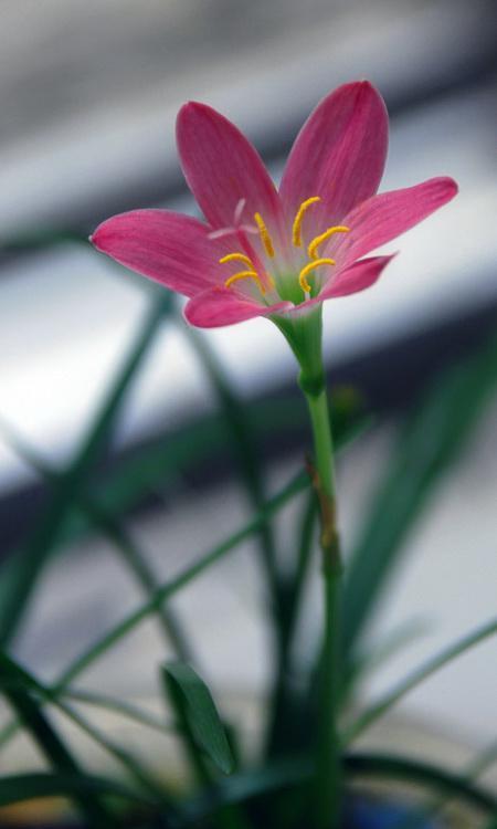 如何促进韭菜莲开花