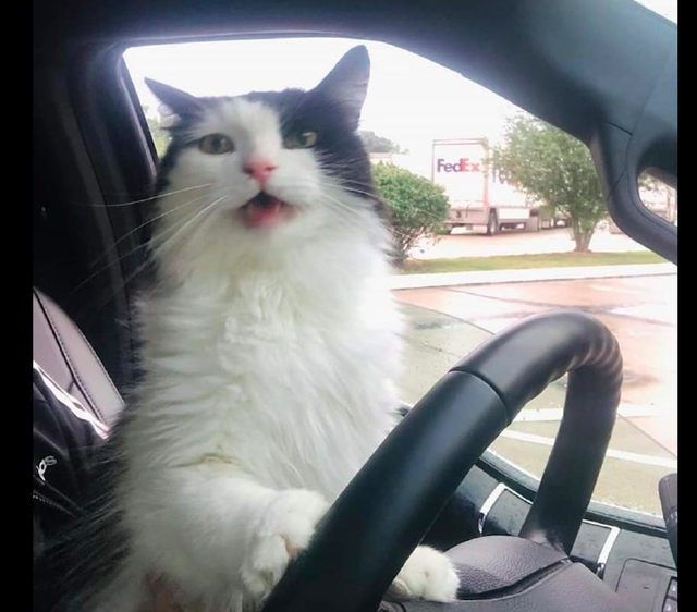 一只想要开车的猫咪,车不动它还很着急:快点把发动机给我打开!