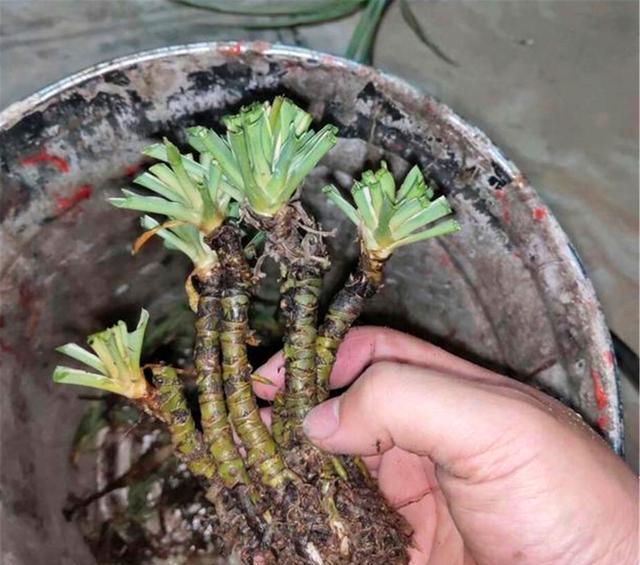 她用3年把吊兰养成老桩,网友:太酷了!