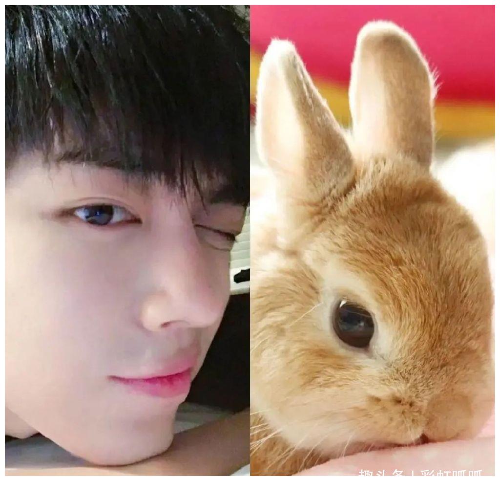 有种"可爱"叫肖战,和兔子比呆萌,粉丝立马收藏为表情包