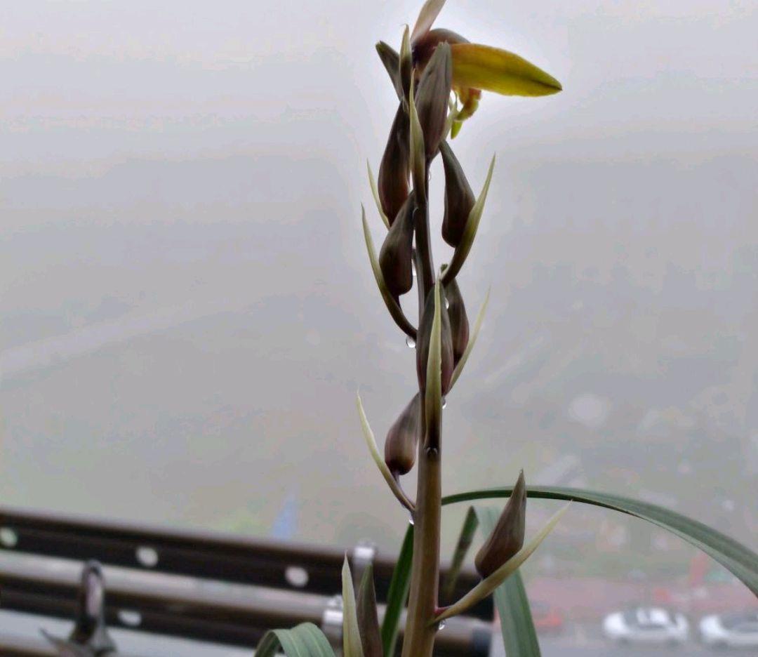 蕙兰的花苞会流泪蕙兰开花时小孩早晨吃蕙兰蜜露大人闻花香