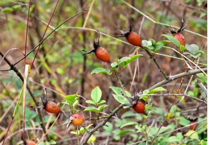 这种植物的果实我们叫它"蜂糖罐",因为它成熟后有一股类似于蜂蜜的