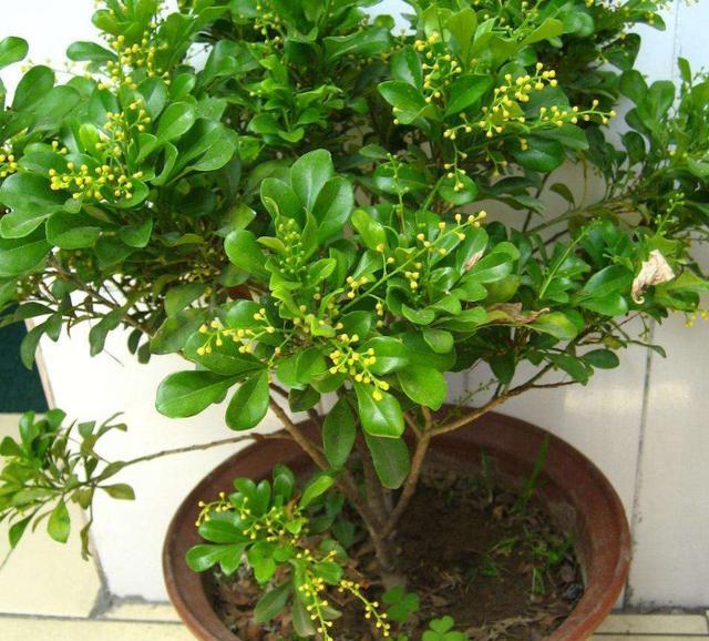 小米兰玲珑秀气还抢着净化空气家中养1盆真是好帮手