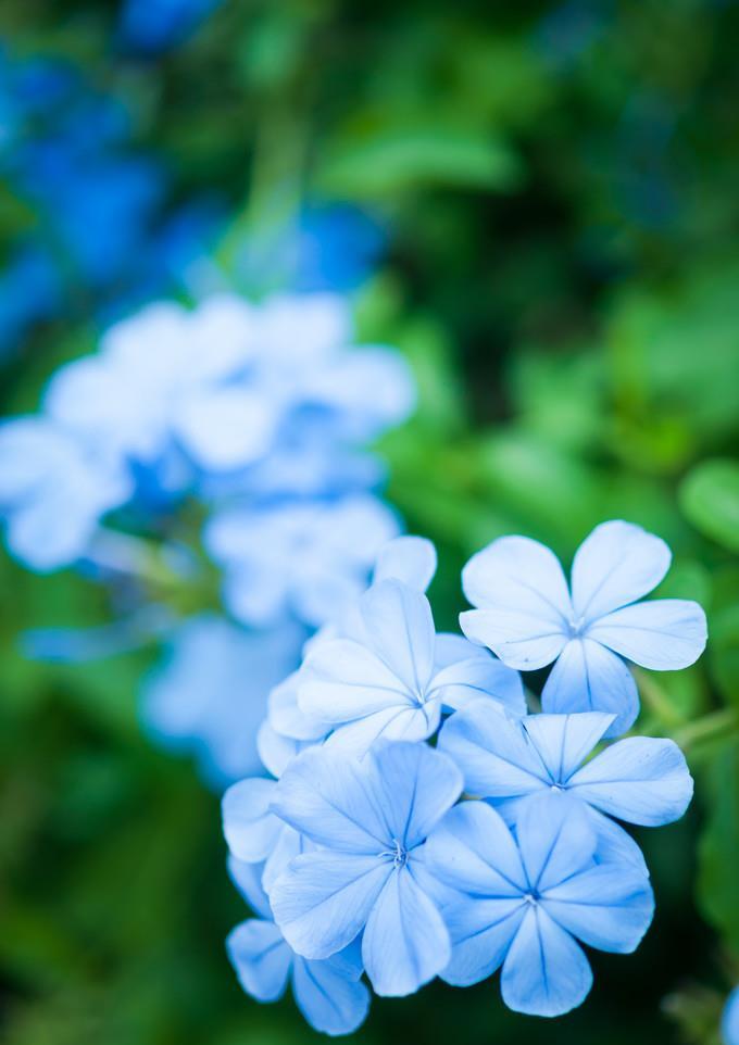 想让蓝雪花快点变成"蓝雪球",3月这样养,4月就能冒花朵