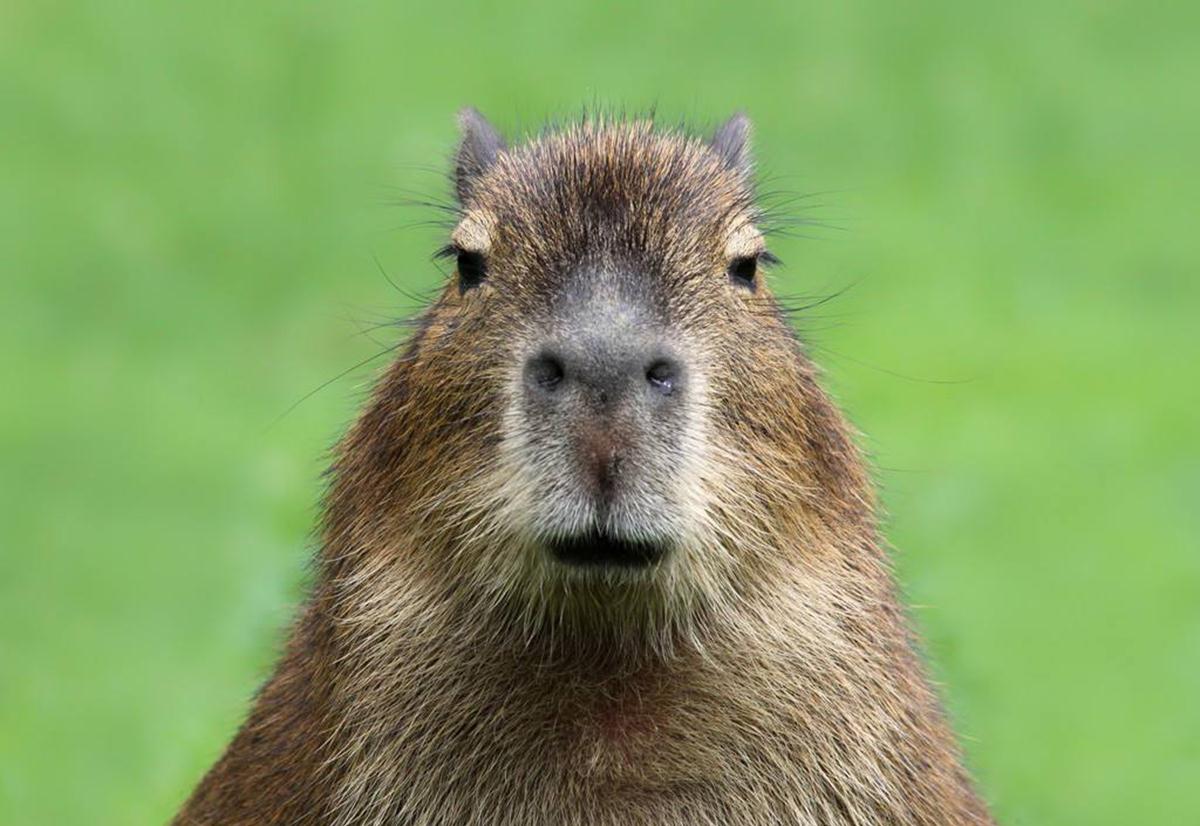 水豚,动物界社交达人,因为自己的粪便,成为小动物的流动小餐车